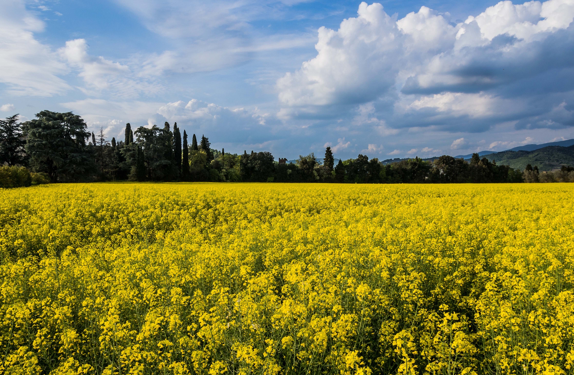 In fiore di christiandeledda