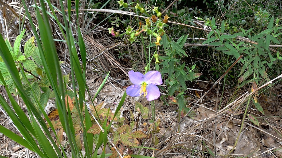 Maryland meadowbeauty