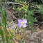 Maryland meadowbeauty