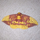 Imperial moth