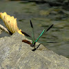 River Jewelwing (m)