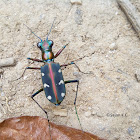 Tiger Beetle