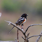 Spotted Towhee (male)