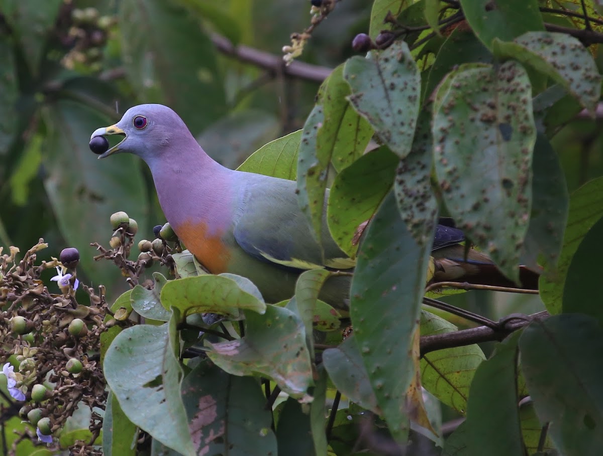 Pink-necked Green Pigeon