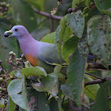 Pink-necked Green Pigeon