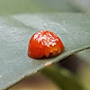 Ladybird