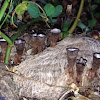 Cyathus bird nest fungi