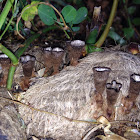 Cyathus bird nest fungi