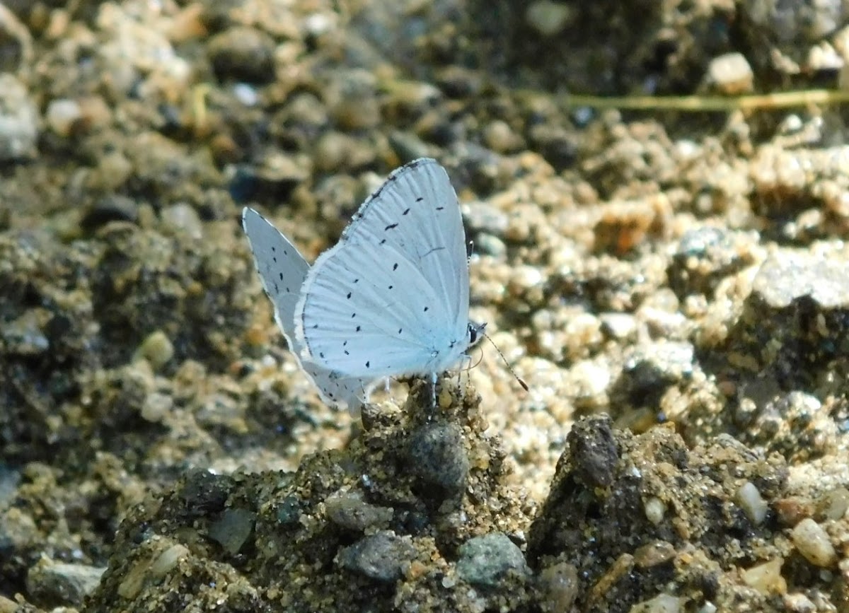 Holly Blue