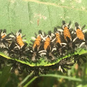 Milkweed Tussock Moth or Milkweed Tiger Moth