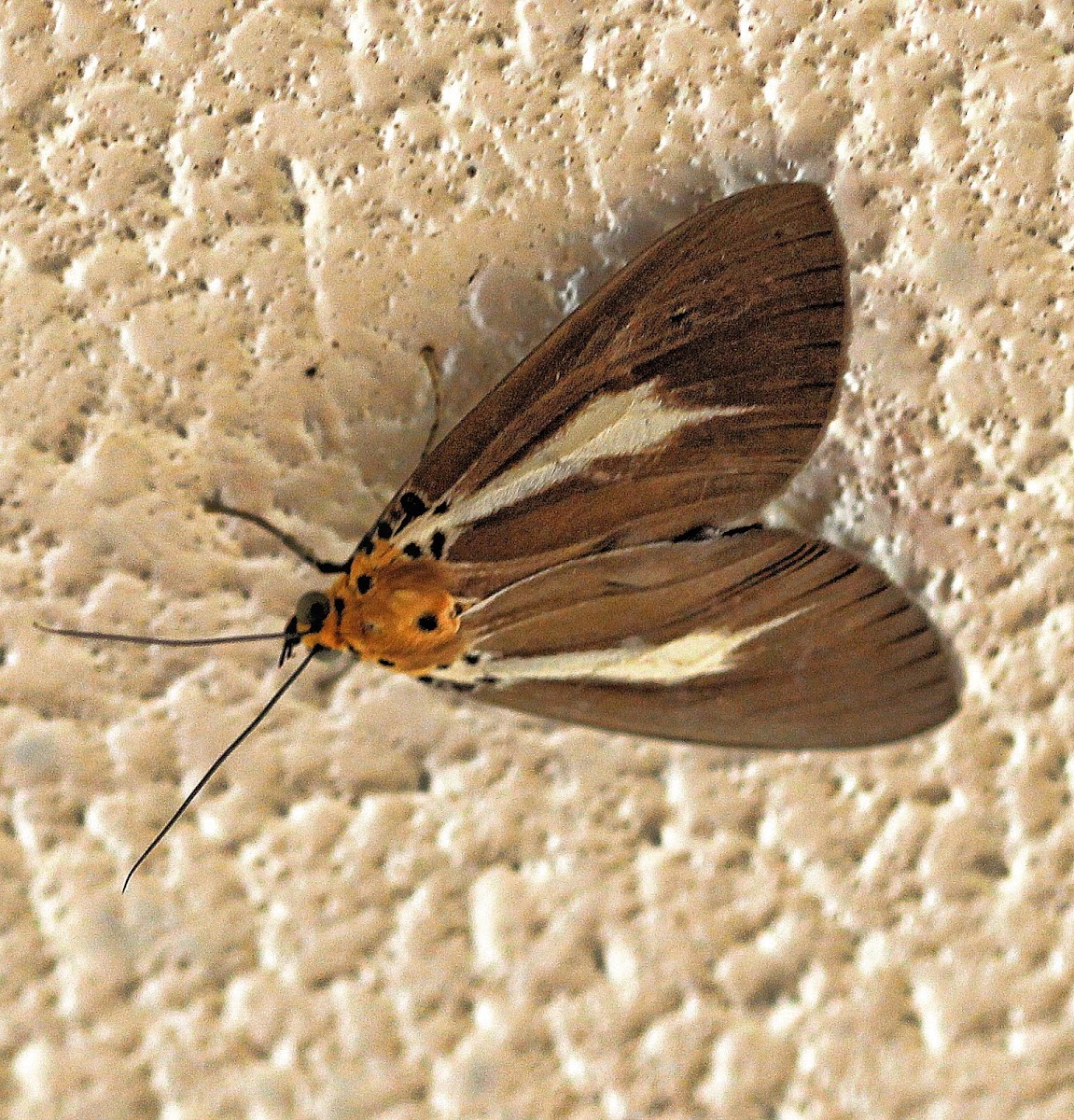 Snouted Tiger Moth