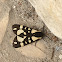 Tiger moth