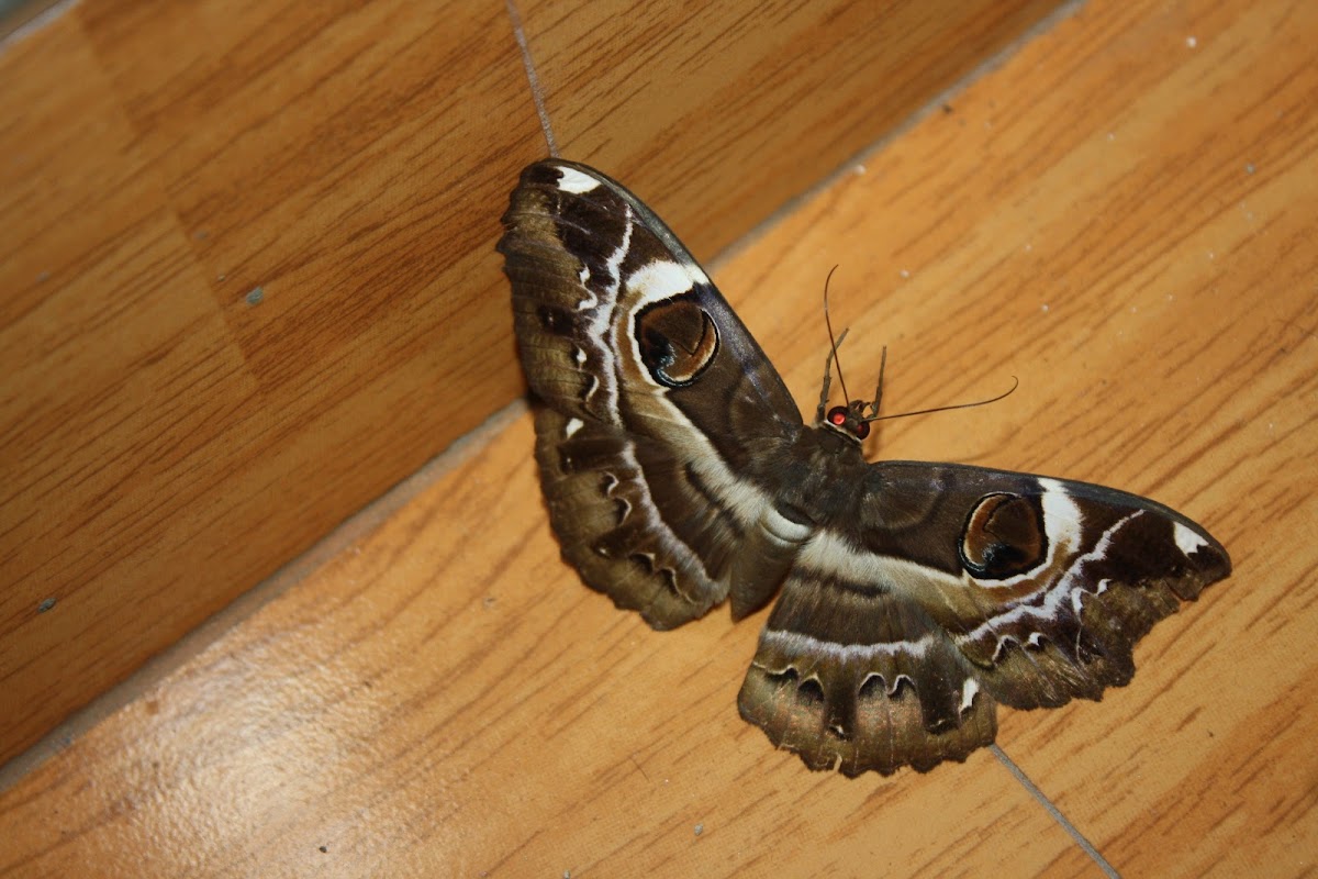 Owlet Moth