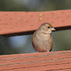 Golden-crowned sparrow