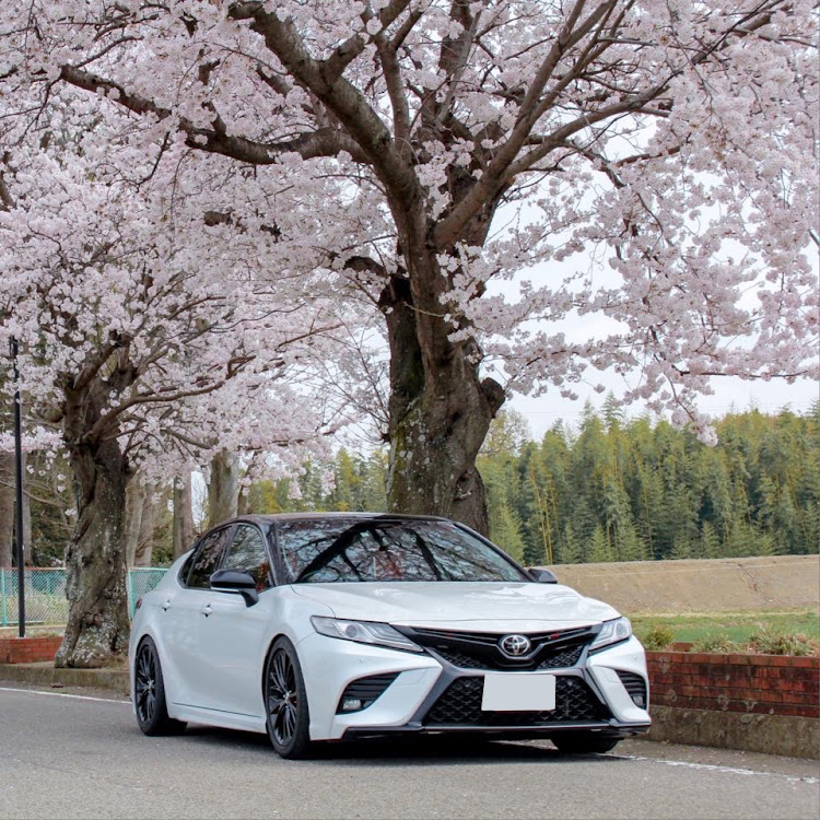 カムリの一眼レフ初心者・桜とコラボ🌸・桜・車高調整に関するカスタム事例の投稿画像1枚目