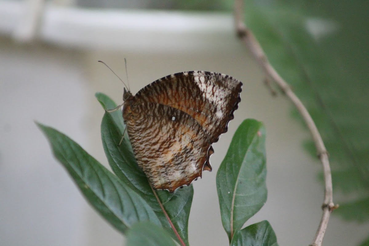 Common Palmfly (female)