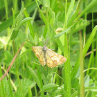 Common Heath