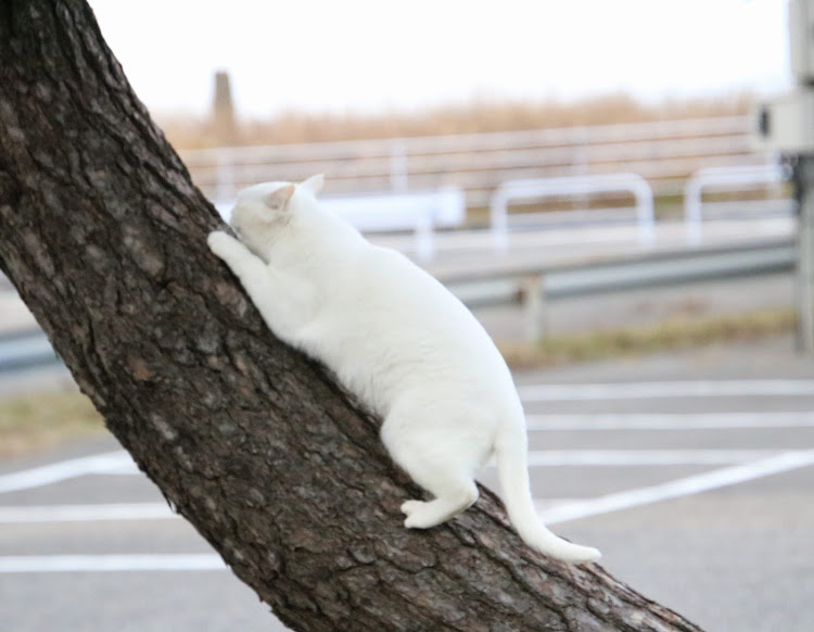 の投稿画像6枚目