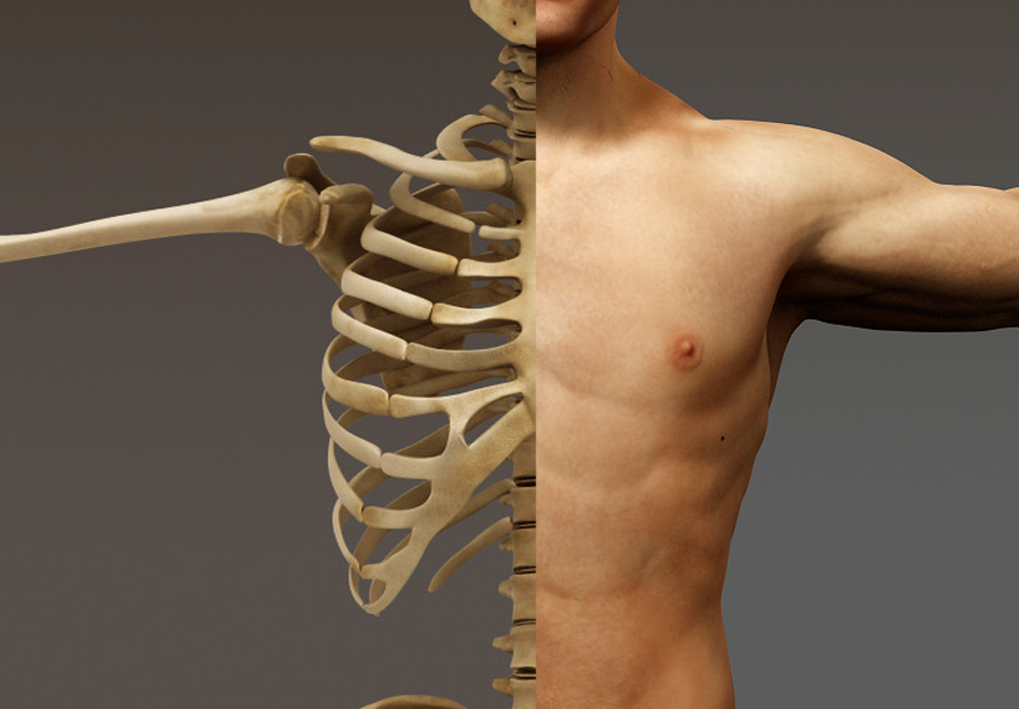 Human skeleton 3d model maya free download software
