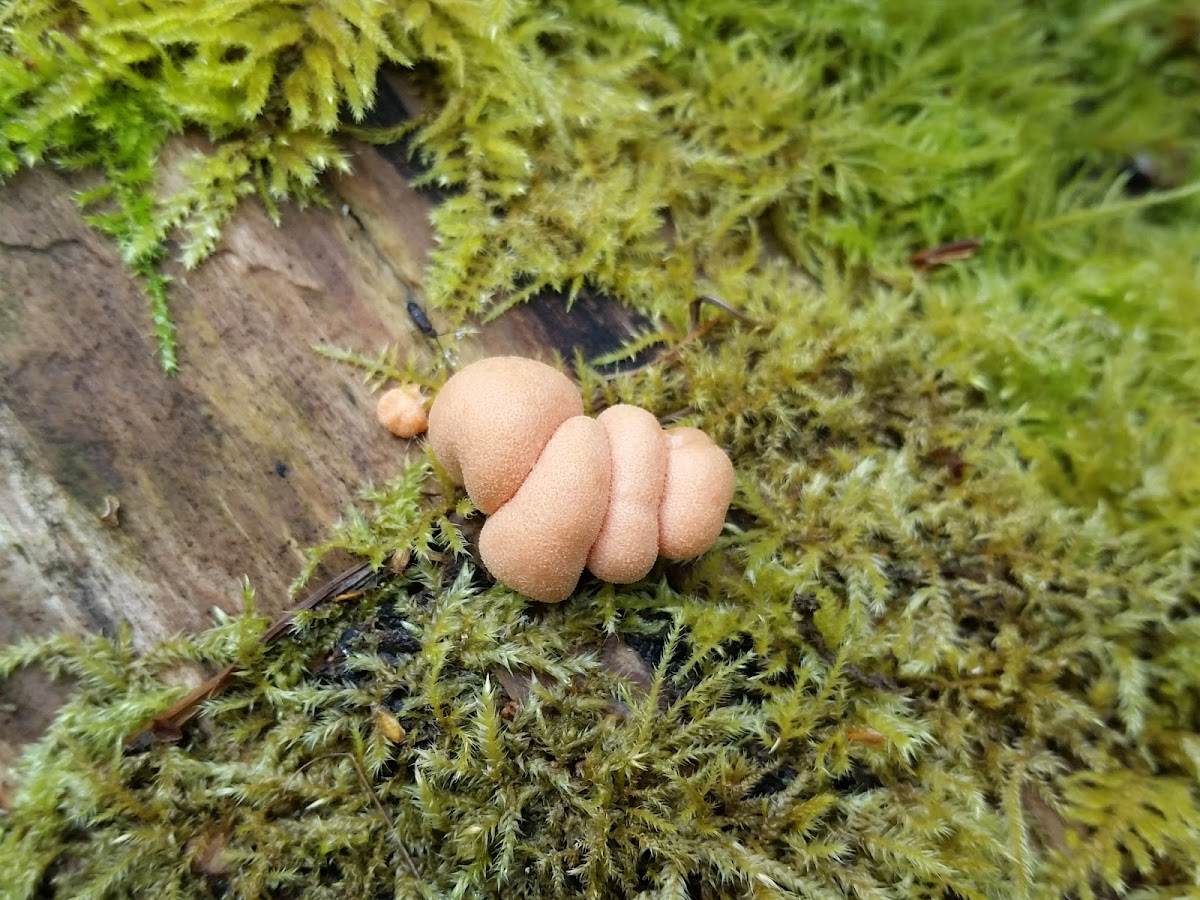 Wolf's milk slime mould