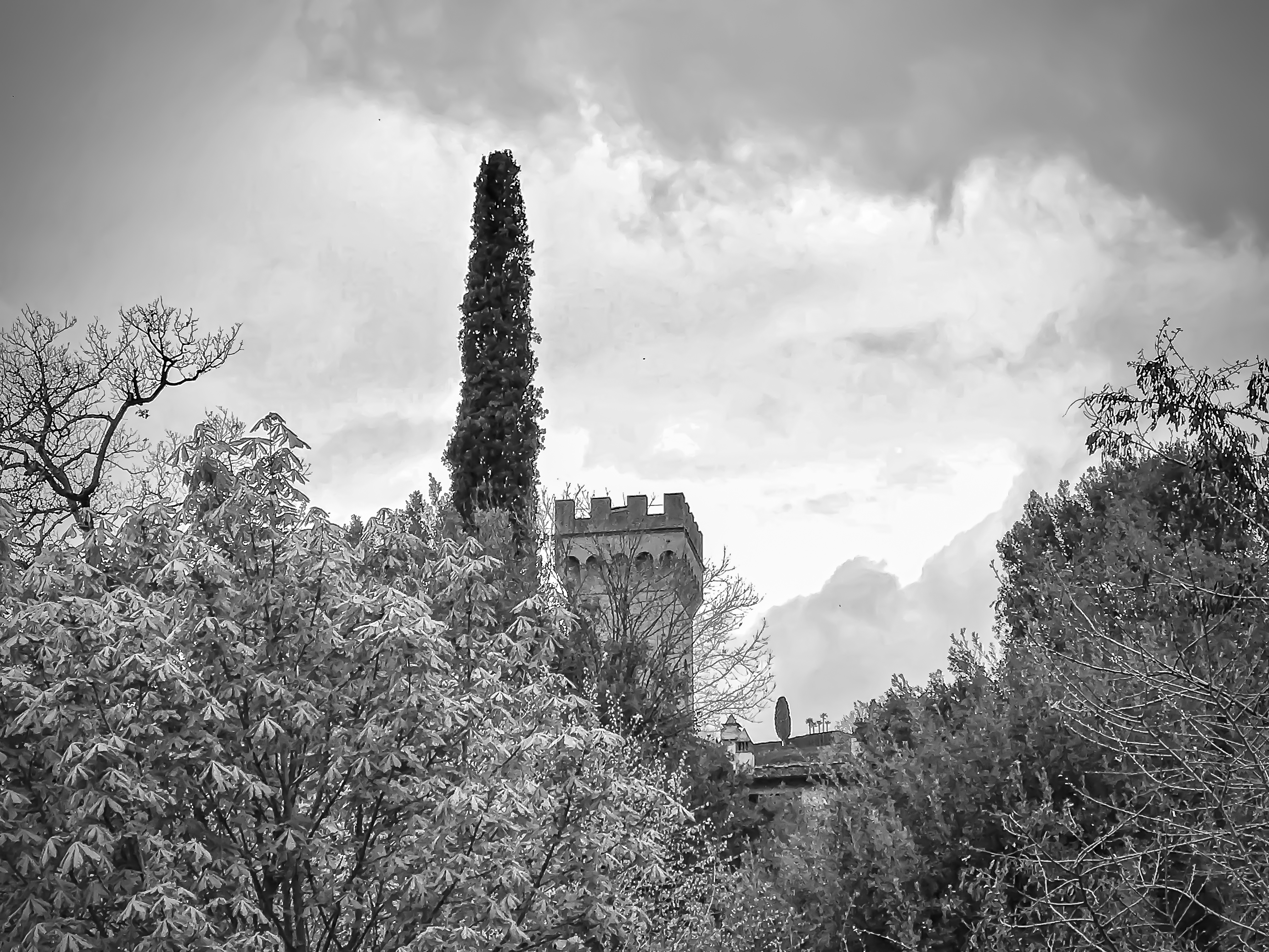 Rami e ancora rami intorno alla torre di simonetta_beretta