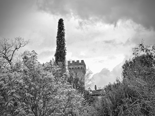 Rami e ancora rami intorno alla torre di simonetta_beretta