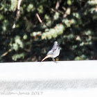 Black Redstart; Colirrojo Tizón