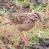 Jerdon's Bush Lark, Madras bushlark