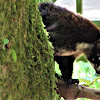 White nosed Coati