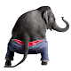 Dancing Talking Elephant Download on Windows