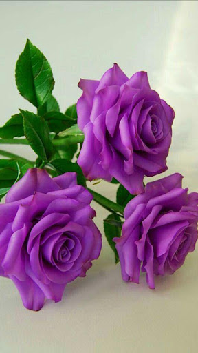 Beautiful flowers and roses pictures Gif