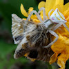 crab spider