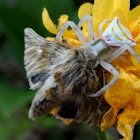 crab spider