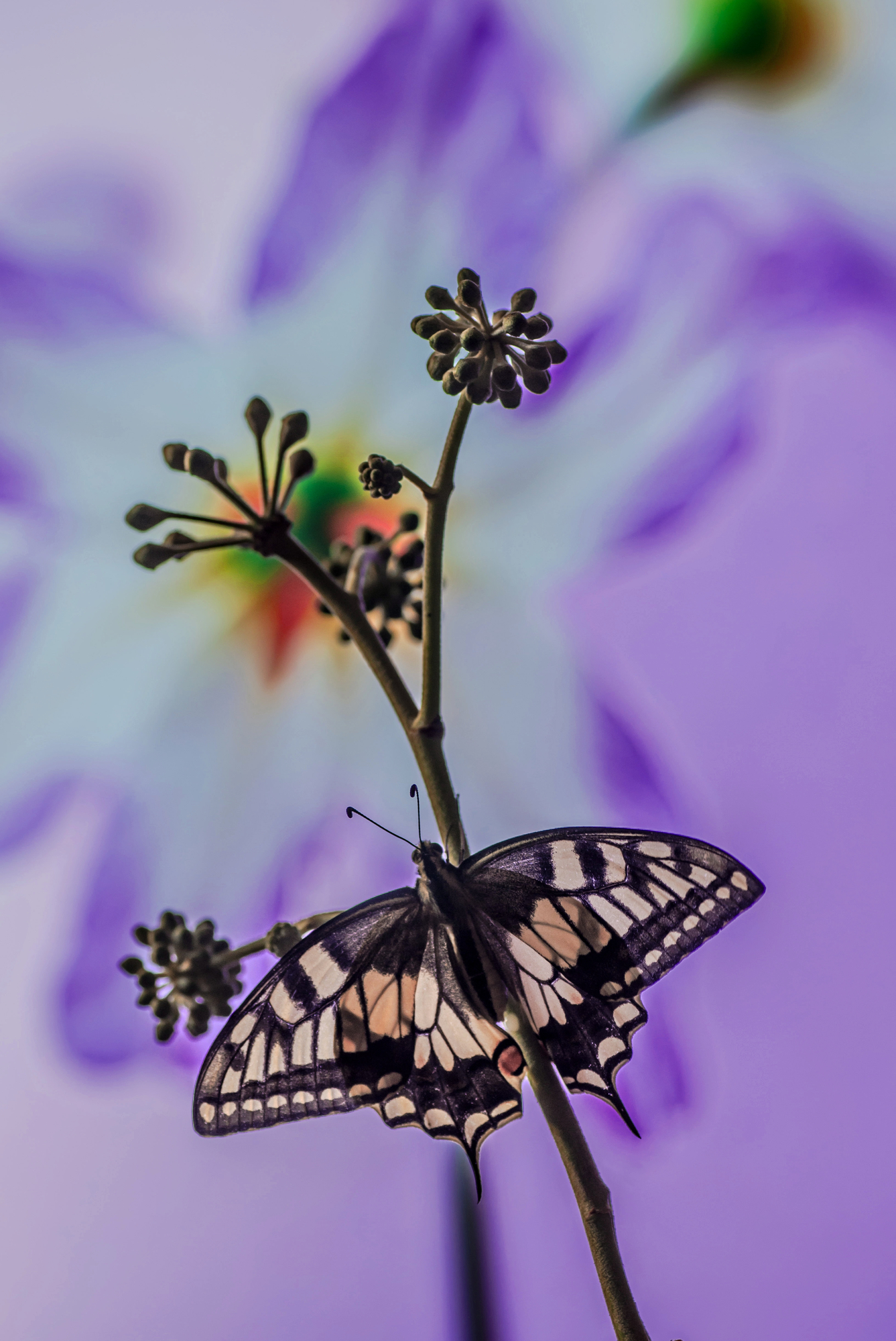 Papilio machaon di stefytina