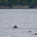 Nutria marina :: Sea otter