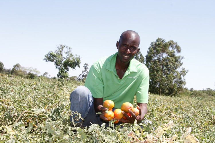 Peter Chacha Mwita, the farmer showing harvested tomatoes at his farm in Kendege village in Migori