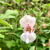 Indian Balsam