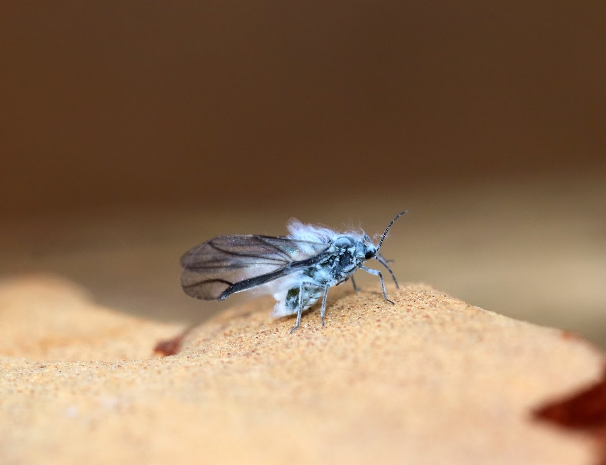 Woolly Aphid