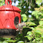 Sparrow, female