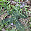 Elephant's Foot Wildflower