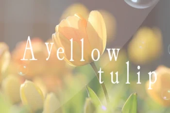 A  yellow tulip 。