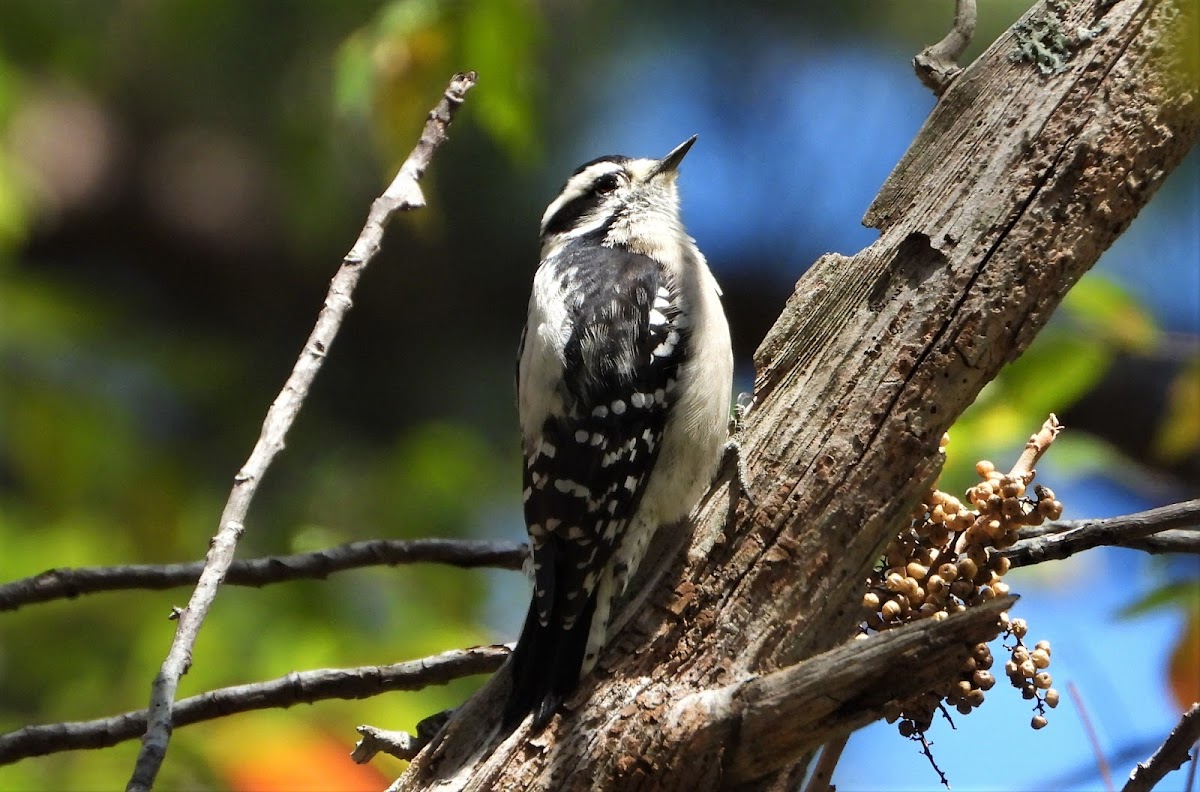 Downy woodpecker (female)