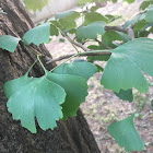 Ginko