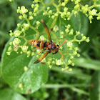 Potter wasp