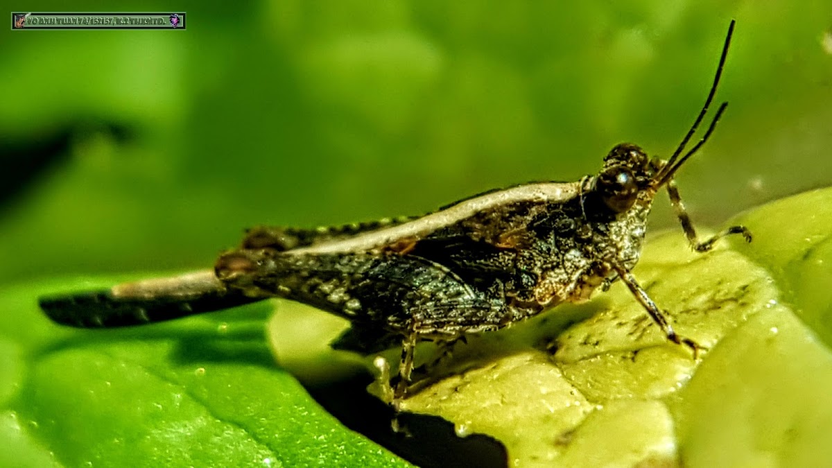 Ground-hopper, Pygmy Grasshopper