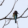 Blue-throated Bee-eater