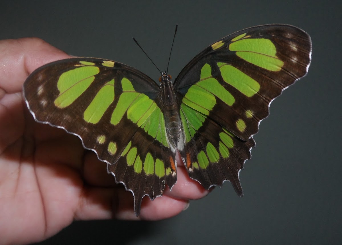 Borboleta malaquita