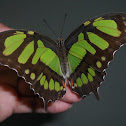 Borboleta malaquita