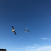 Laughing Gull/Sea Gull