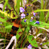 Hummingbird Clearwing